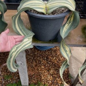 Welwitschia mirabilis (Variegated Specimen)