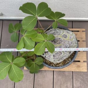 Alternative view of Pseudobombax ellipticum (Shaving Brush Tree / Turtle Caudex Specimen)