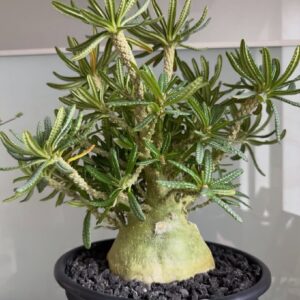 Alternative view of Dorstenia gigas bullata (Socotra Island Caudex Specimen)