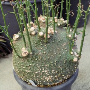 Adenia globosa (Spherical Caudex Specimen)