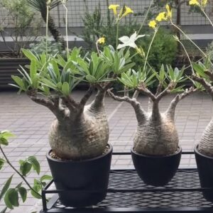 Pachypodium gracilius (Globe Caudex in Full Bloom)