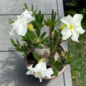 Alternative view of Pachypodium eburneum (Specimen Caudex)