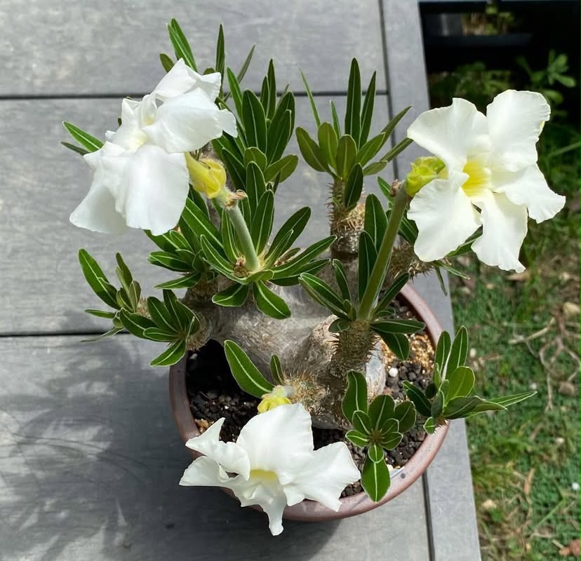 Pachypodium eburneum (Specimen Caudex) - Image 2