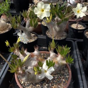 Pachypodium eburneum (Specimen Caudex)