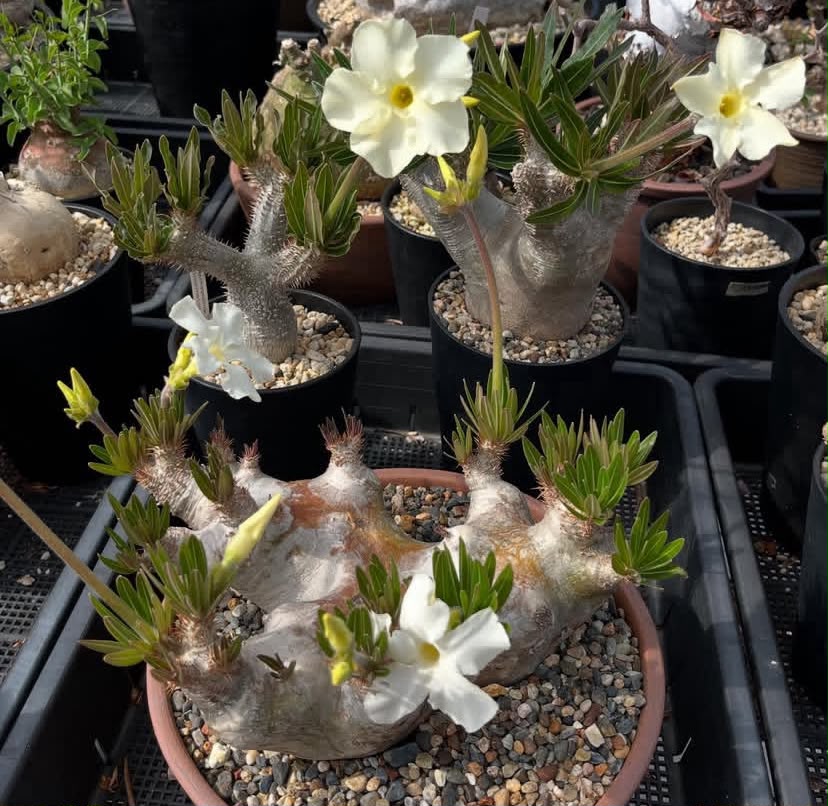 Pachypodium eburneum (Specimen Caudex)