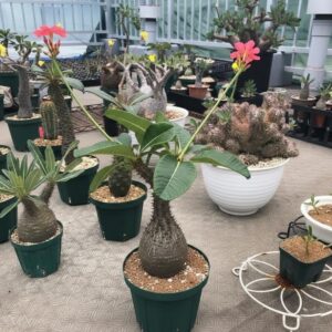 Pachypodium baronii var. windsorii (Featured Center Specimen)