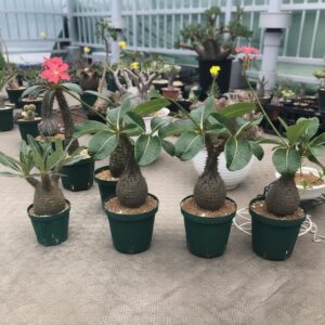Alternative view of Pachypodium baronii var. windsorii (Featured Center Specimen)