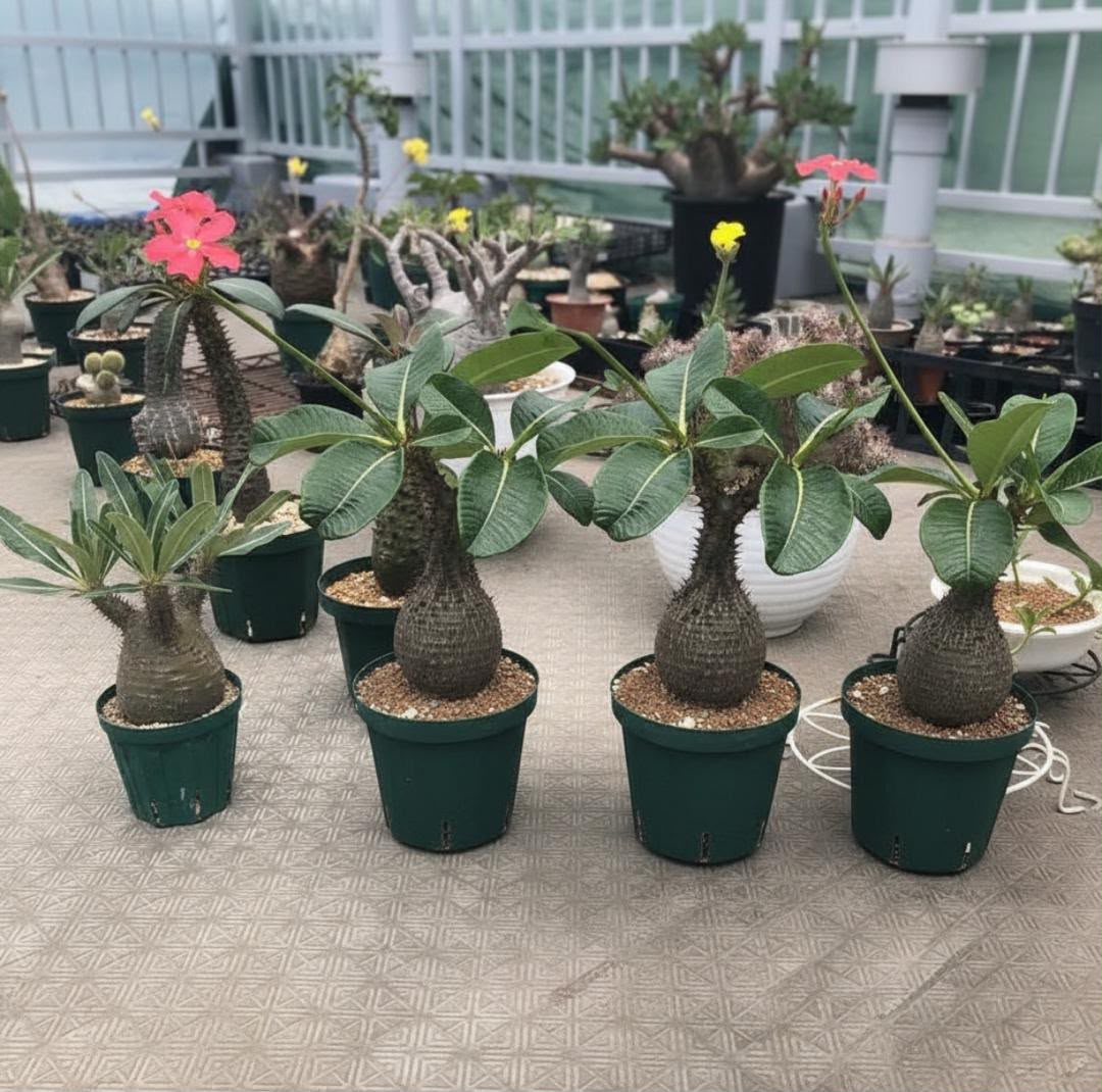 Pachypodium baronii var. windsorii (Featured Center Specimen) - Image 2