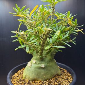 Dorstenia gigas bullata (Socotra Island Caudex Specimen)