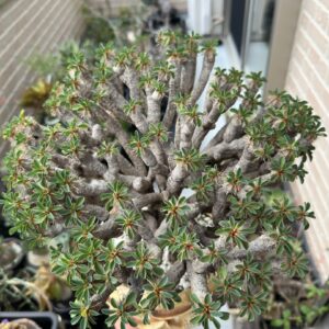 Euphorbia cylindrica / Euphorbia sp. (Multi-Branch Specimen)