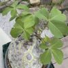 Pseudobombax ellipticum (Shaving Brush Tree / Turtle Caudex Specimen)
