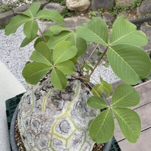 Pseudobombax ellipticum (Shaving Brush Tree / Turtle Caudex Specimen)
