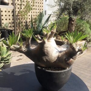 Pachypodium eburneum (Specimen Caudex)