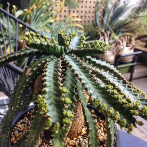 Euphorbia cylindrica / Euphorbia sp. (Multi-Branch Specimen)
