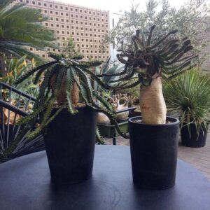 Alternative view of Euphorbia cylindrica / Euphorbia sp. (Multi-Branch Specimen)