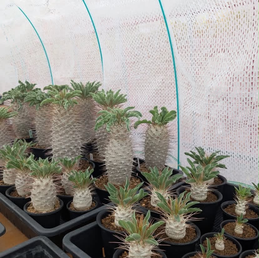 Pachypodium namaquanum (Halfmens / Specimen Collection) - Image 2