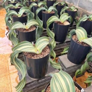 Alternative view of Welwitschia mirabilis (Variegated Specimen)
