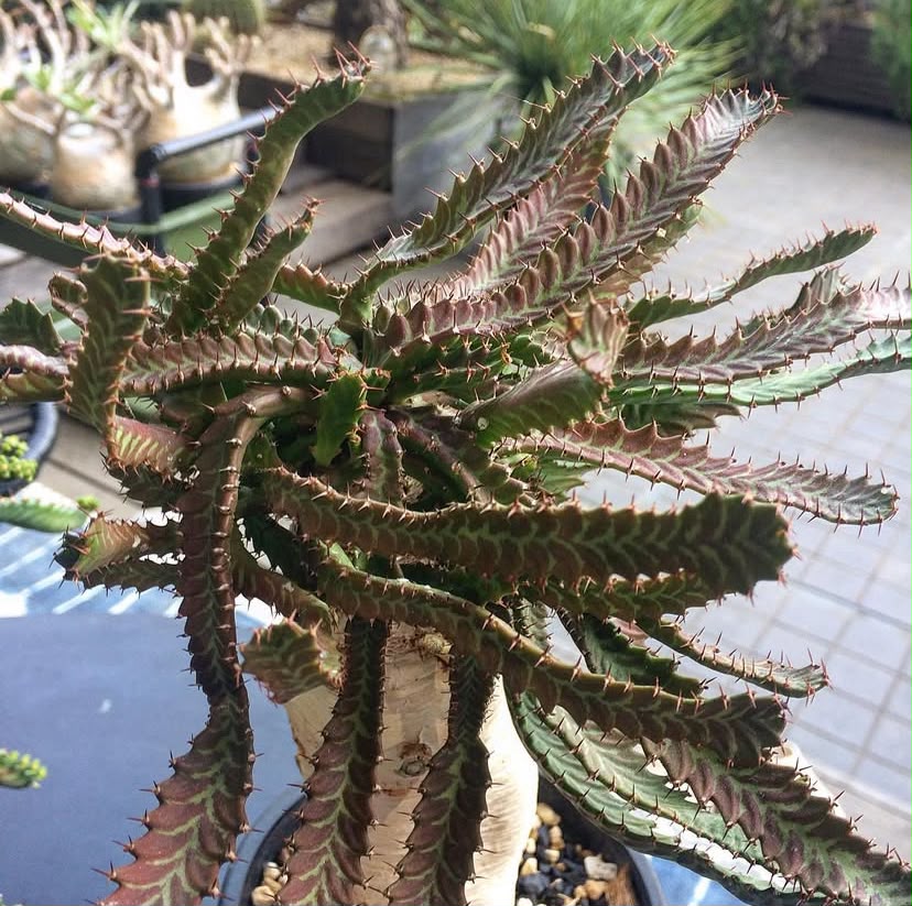 Euphorbia cylindrica / Euphorbia sp. (Multi-Branch Specimen) - Image 3