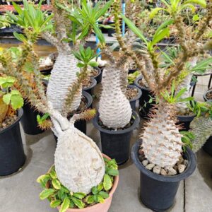 Pachypodium ambongense (Y-Fork Form Specimen)