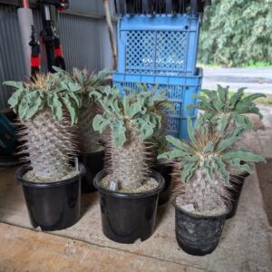 Pachypodium namaquanum (Halfmens / Specimen Collection)