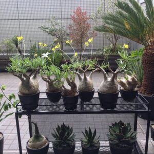 Alternative view of Pachypodium gracilius (Globe Caudex in Full Bloom)